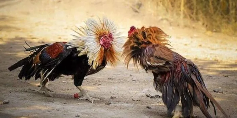 Đá Gà Cựa Sắt Tại Mb66